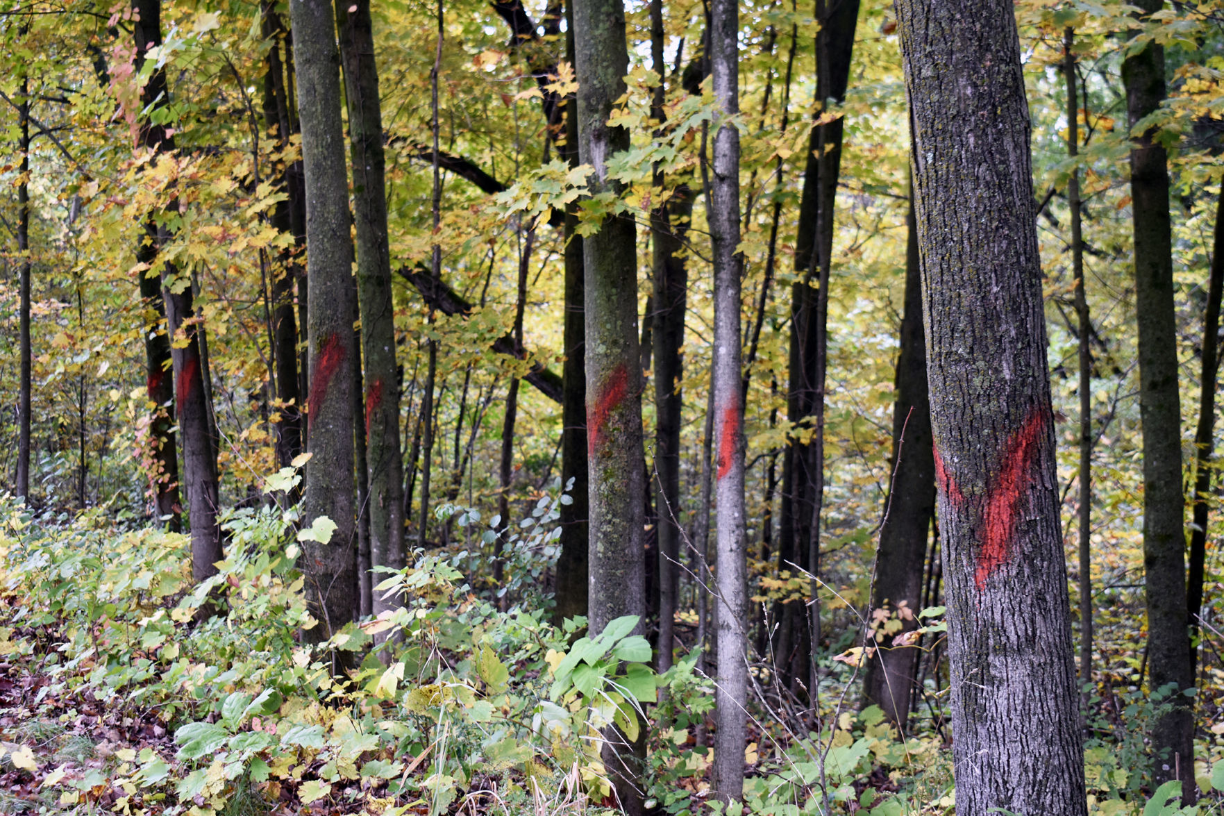 Devil's Lake trees marked